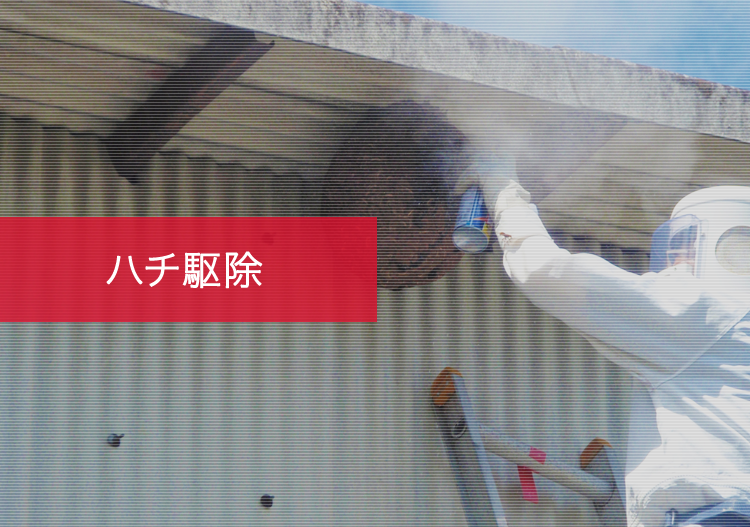 ハチ駆除